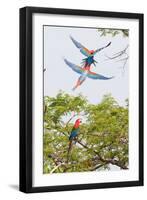 Scarlet Macaws in Flight-Howard Ruby-Framed Photographic Print