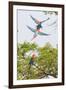 Scarlet Macaws in Flight-Howard Ruby-Framed Photographic Print