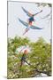 Scarlet Macaws in Flight-Howard Ruby-Mounted Photographic Print