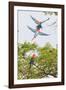 Scarlet Macaws in Flight-Howard Ruby-Framed Photographic Print