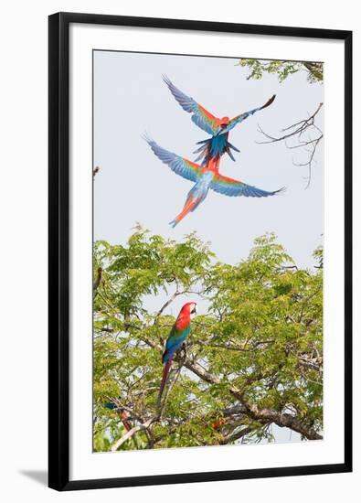 Scarlet Macaws in Flight-Howard Ruby-Framed Photographic Print