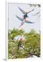 Scarlet Macaws in Flight-Howard Ruby-Framed Photographic Print