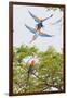 Scarlet Macaws in Flight-Howard Ruby-Framed Photographic Print