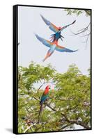 Scarlet Macaws in Flight-Howard Ruby-Framed Stretched Canvas