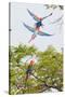 Scarlet Macaws in Flight-Howard Ruby-Stretched Canvas