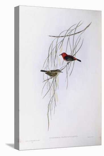 Scarlet Myzomela (Myzomela Sanguinolenta), by John Gould-null-Stretched Canvas