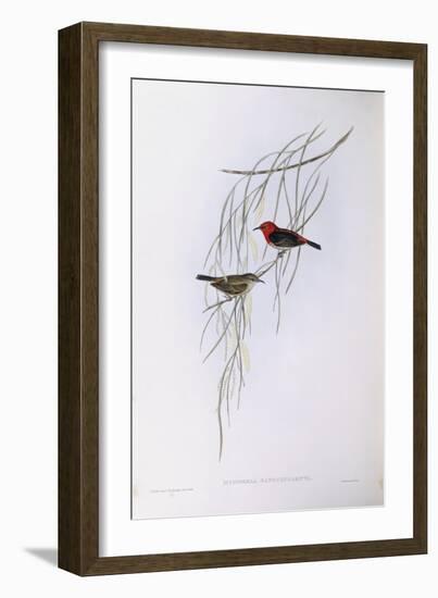 Scarlet Myzomela (Myzomela Sanguinolenta), by John Gould-null-Framed Giclee Print