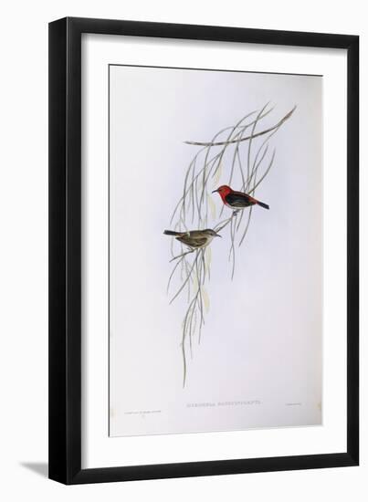 Scarlet Myzomela (Myzomela Sanguinolenta), by John Gould-null-Framed Giclee Print