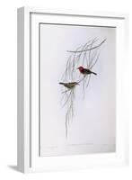 Scarlet Myzomela (Myzomela Sanguinolenta), by John Gould-null-Framed Giclee Print