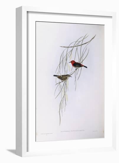 Scarlet Myzomela (Myzomela Sanguinolenta), by John Gould-null-Framed Giclee Print