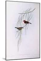 Scarlet Myzomela (Myzomela Sanguinolenta), by John Gould-null-Mounted Giclee Print