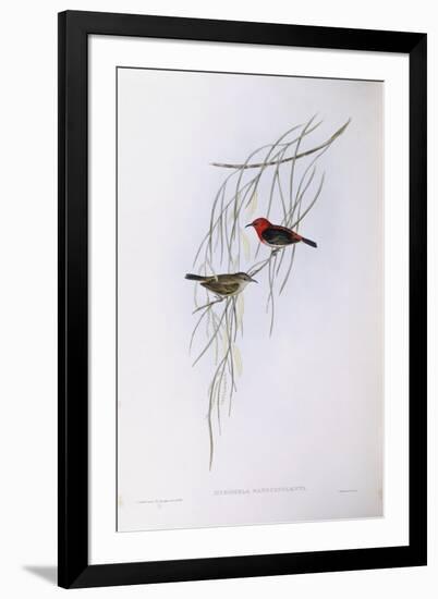 Scarlet Myzomela (Myzomela Sanguinolenta), by John Gould-null-Framed Giclee Print