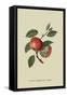 Scarlet Nonpareil - Apple-William Hooker-Framed Stretched Canvas