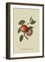 Scarlet Nonpareil - Apple-William Hooker-Framed Art Print