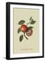 Scarlet Nonpareil - Apple-William Hooker-Framed Art Print