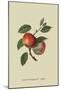 Scarlet Nonpareil - Apple-William Hooker-Mounted Art Print