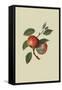 Scarlet Nonpareil - Apple-William Hooker-Framed Stretched Canvas