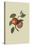 Scarlet Nonpareil - Apple-William Hooker-Stretched Canvas