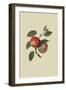 Scarlet Nonpareil - Apple-William Hooker-Framed Art Print