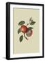 Scarlet Nonpareil - Apple-William Hooker-Framed Art Print