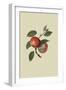 Scarlet Nonpareil - Apple-William Hooker-Framed Art Print