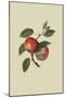 Scarlet Nonpareil - Apple-William Hooker-Mounted Art Print