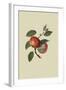 Scarlet Nonpareil - Apple-William Hooker-Framed Art Print