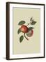 Scarlet Nonpareil - Apple-William Hooker-Framed Art Print