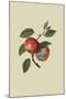 Scarlet Nonpareil - Apple-William Hooker-Mounted Art Print