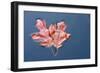 Scarlet Oak Leaves in Autumn Colour Floating on Water-null-Framed Photographic Print