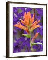 Scarlet Paintbrush and Larkspur, Olympic National Park, Washington, USA-Jamie & Judy Wild-Framed Photographic Print