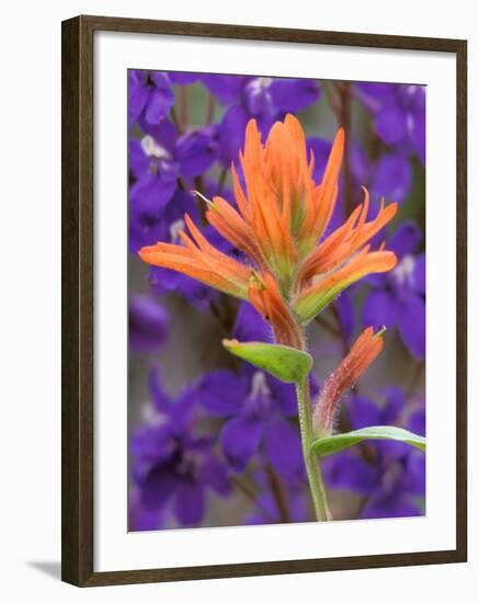 Scarlet Paintbrush and Larkspur, Olympic National Park, Washington, USA-Jamie & Judy Wild-Framed Photographic Print