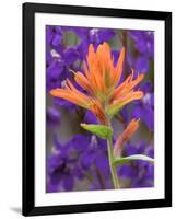 Scarlet Paintbrush and Larkspur, Olympic National Park, Washington, USA-Jamie & Judy Wild-Framed Photographic Print