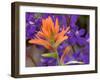 Scarlet Paintbrush and Larkspur, Olympic National Park, Washington, USA-Jamie & Judy Wild-Framed Photographic Print