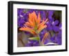 Scarlet Paintbrush and Larkspur, Olympic National Park, Washington, USA-Jamie & Judy Wild-Framed Photographic Print