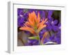 Scarlet Paintbrush and Larkspur, Olympic National Park, Washington, USA-Jamie & Judy Wild-Framed Photographic Print