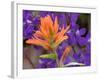 Scarlet Paintbrush and Larkspur, Olympic National Park, Washington, USA-Jamie & Judy Wild-Framed Photographic Print