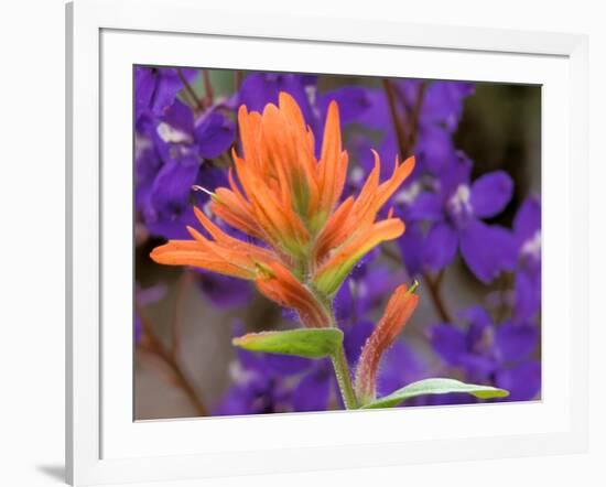 Scarlet Paintbrush and Larkspur, Olympic National Park, Washington, USA-Jamie & Judy Wild-Framed Photographic Print