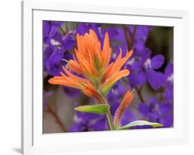 Scarlet Paintbrush and Larkspur, Olympic National Park, Washington, USA-Jamie & Judy Wild-Framed Photographic Print