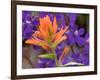 Scarlet Paintbrush and Larkspur, Olympic National Park, Washington, USA-Jamie & Judy Wild-Framed Photographic Print