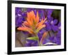 Scarlet Paintbrush and Larkspur, Olympic National Park, Washington, USA-Jamie & Judy Wild-Framed Photographic Print