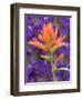 Scarlet Paintbrush and Larkspur, Olympic National Park, Washington, USA-Jamie & Judy Wild-Framed Photographic Print