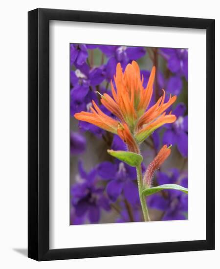 Scarlet Paintbrush and Larkspur, Olympic National Park, Washington, USA-Jamie & Judy Wild-Framed Photographic Print