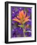 Scarlet Paintbrush and Larkspur, Olympic National Park, Washington, USA-Jamie & Judy Wild-Framed Photographic Print