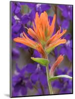 Scarlet Paintbrush and Larkspur, Olympic National Park, Washington, USA-Jamie & Judy Wild-Mounted Photographic Print