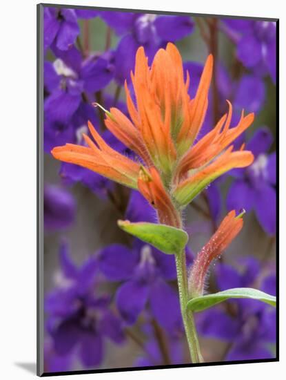 Scarlet Paintbrush and Larkspur, Olympic National Park, Washington, USA-Jamie & Judy Wild-Mounted Photographic Print