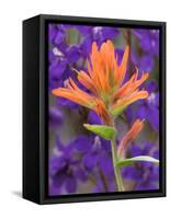 Scarlet Paintbrush and Larkspur, Olympic National Park, Washington, USA-Jamie & Judy Wild-Framed Stretched Canvas