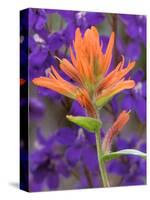 Scarlet Paintbrush and Larkspur, Olympic National Park, Washington, USA-Jamie & Judy Wild-Stretched Canvas