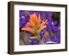 Scarlet Paintbrush and Larkspur, Olympic National Park, Washington, USA-Jamie & Judy Wild-Framed Photographic Print