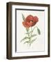 Scarlet Poppy-Gwendolyn Babbitt-Framed Art Print